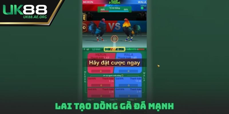 Lai tạo dòng gà đá mạnh